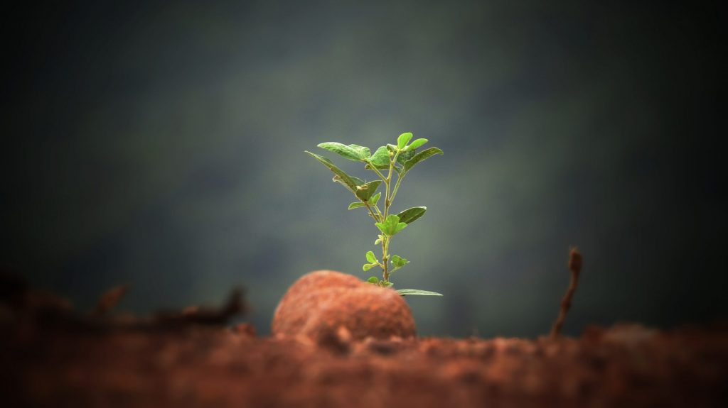 Plant sprouting from dirt